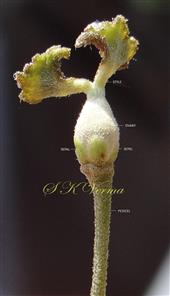  Female flower
